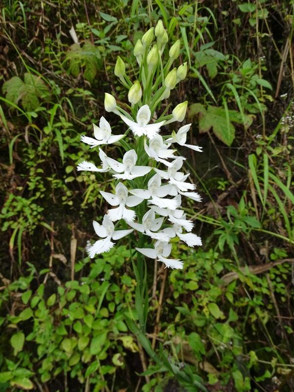 Habernaria dentata